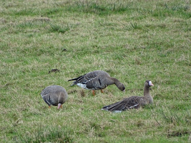 国际比赛 国际比赛