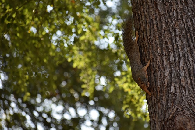 高的排名而 高的排名而